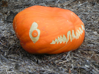 Big Dino, Nipomo Pumpkin Patch best carving idea